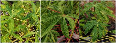 Cassava mosaic disease in South and Southeast Asia: current status and prospects